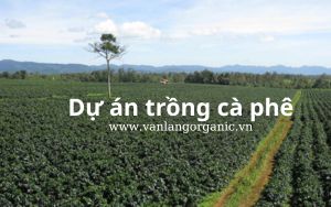 dự án đầu tư nông nghiệp trồng cà phê đắc lắc pleiku