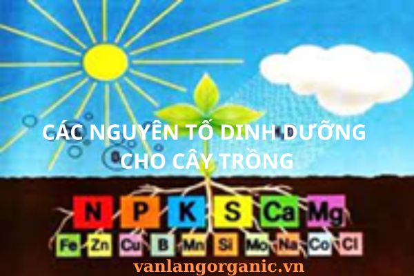 các nguyên tố dinh dưỡng cho cây trồng