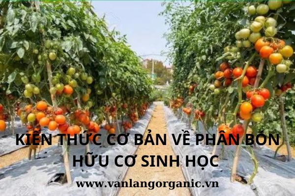 kiến thức cơ bản về phân bón sinh học