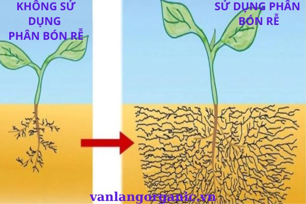 Kiến thức cơ bản về phân bón rễ hữu cơ sinh học vi sinh