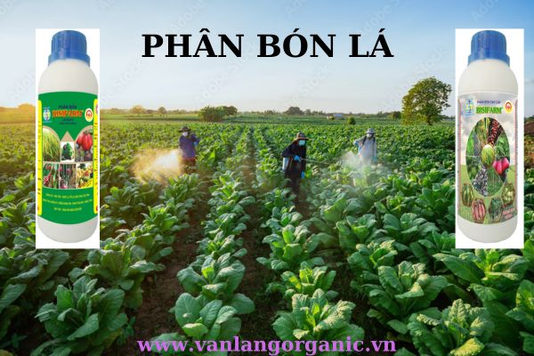 Kiến thức cơ bản về phân bón lá hữu cơ sinh học