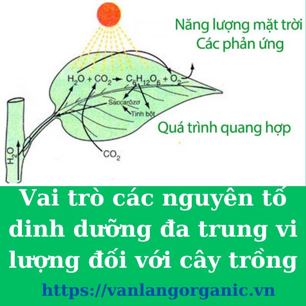 Vai trò các nguyên tố dinh dưỡng đa trung vi lượng đối với cây trồng 